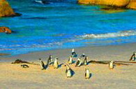  , Boulders beach