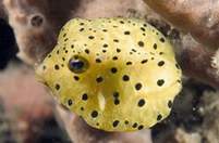 pufferfish