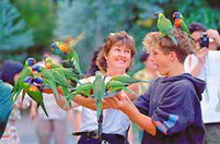   
 
Currumbin Sanctuary