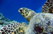 Подводный мир Красного моря
